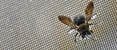 Insect Screening